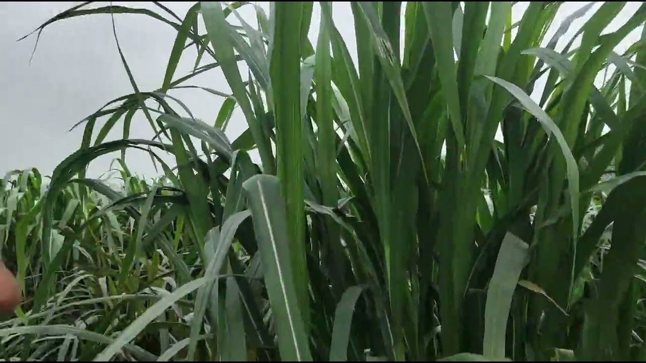 RED Napier Grass Super Napier Grass YouTube red-napier-grass-super-napier-grass-youtube