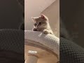 meow vibes #shortviral #funnycats