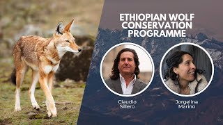 Saving Wolves in Ethiopia | Wildlife Conservation Expo 2023