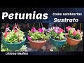 PETUNIAS / PUDORES - SUSTRATO QUE YO USO / Liliana Muñoz