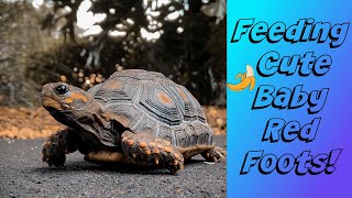 FEEDING CUTE BABY RED FOOT TORTOISES! by Cold Blood Creations 332 views 8 months ago 43 seconds