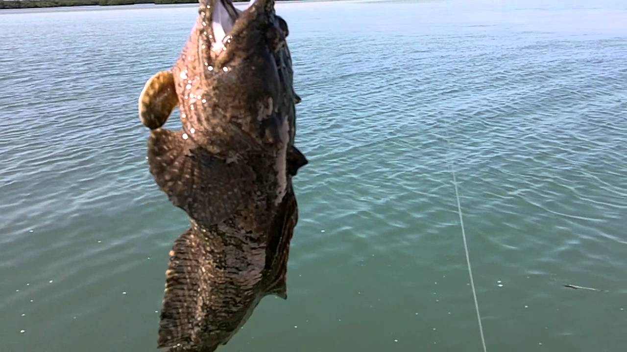 Gulf toadfish - Alchetron, The Free Social Encyclopedia