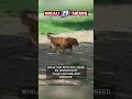 Keeping your pets safe in the heat