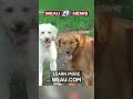 Keeping your pets safe in the heat