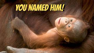 Baby Orangutan Born… And You Named Him Sela 🦧