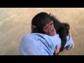 Baby Chimps,Monkey,Baby chimpanzee,pet chimp,婴儿黑猩猩,chimpanzé bébé,Детские шимпанзе,chimpancé bebé