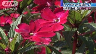1万株のサンパチェンスが見ごろ　山梨・山中湖村(15/09/21)