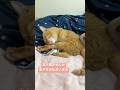 #shorts #猫shorts #catshorts #fyp #おすすめ #猫 #子猫 #cat #catlover #癒し #かわいい #猫のいる暮らし #猫好きさんと繋がりたい #癒しの猫時間