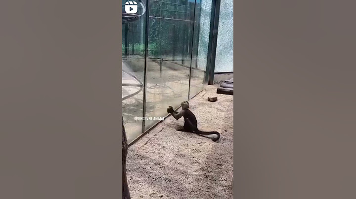 Prison Break By Monkey.... #shorts