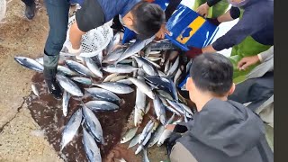 Crazy fish day, so many amazing fishes just unloaded, seafood fishport fishground