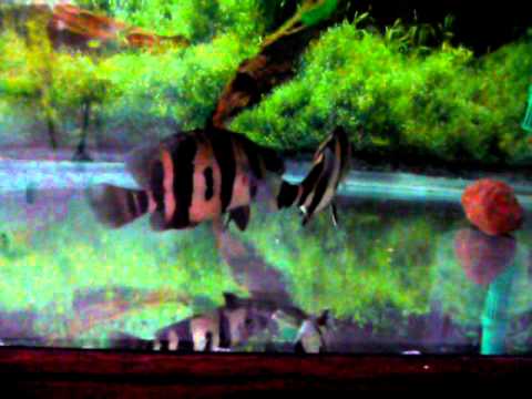 camera iphone 8 plus apk Juvi dats check out each other