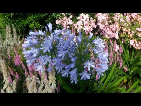 How to dead head Agapanthus