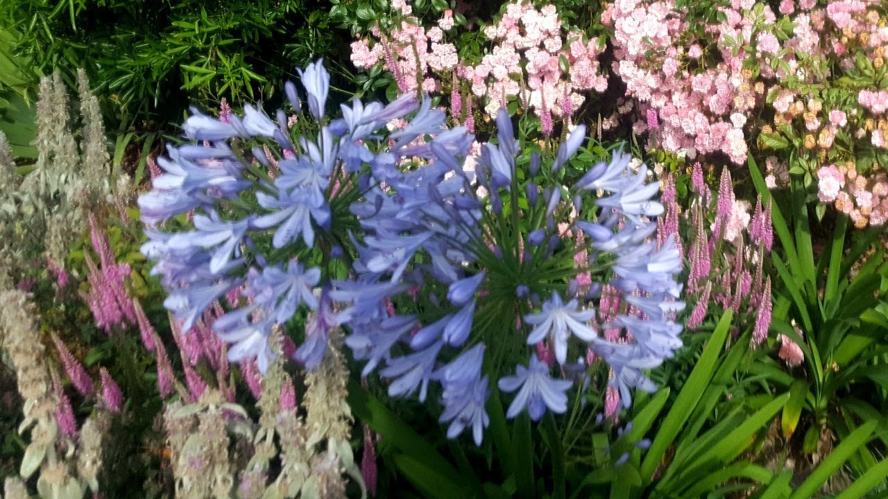 How to dead head Agapanthus YouTube