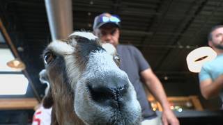 Watch party held for NuLu Bock Fest races on ESPN