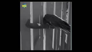 Qusu - Xilas Eledi 2025