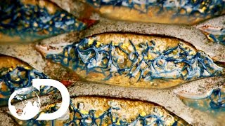 Смотреть Catch Up on Gold Rush Season 7 Episode 14 | New Gold Rush Tuesday 9pm | Discovery UK онлайн Смотреть Catch Up on Gold Rush Season 7 Episode 14 | New Gold Rush Tuesday 9pm | Discovery UK онлайн