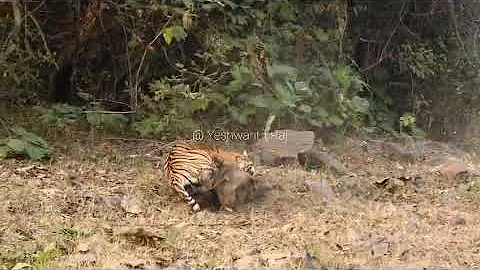 tiger attack wild boar 😱😱😱ll tiger hunting ll tadoba national park ll