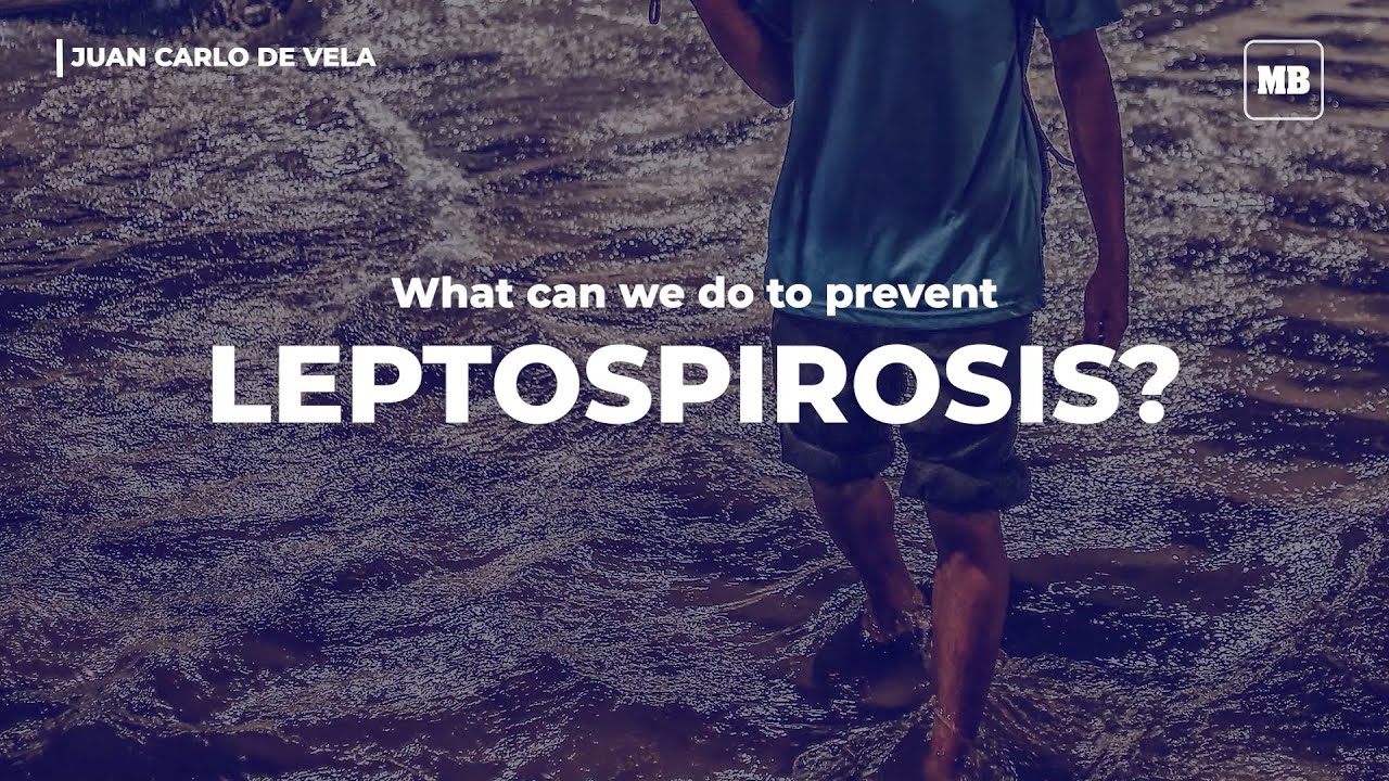 Can Dogs Get Leptospirosis After Vaccination Can Dogs Get Leptospirosis After Vaccination
