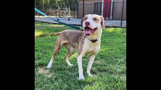 Urgent: Foster Needed - Zoey (New Name)