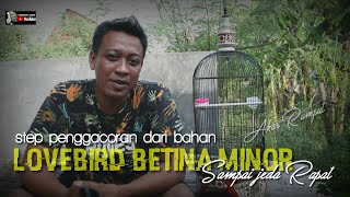 PROSES PENGGACORAN LOVEBIRD BETINA MINOR JEDA RAPAT