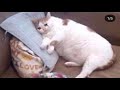 حل عني حل عني