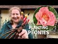 How to Plant Bare Root Peonies 🌸 Choosing the Perfect Spot in the Garden // Cottoverdi