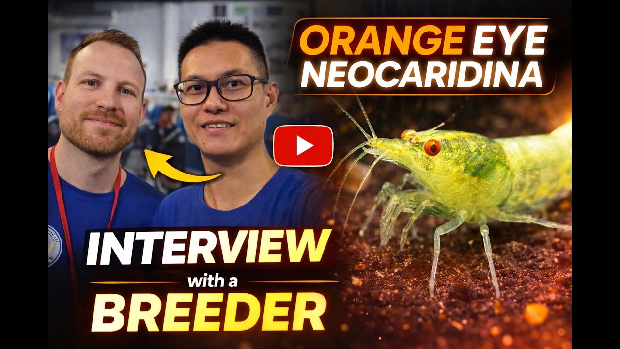 First Orange Eye Neocaridina Breeder Reveals His Secrets & Journey