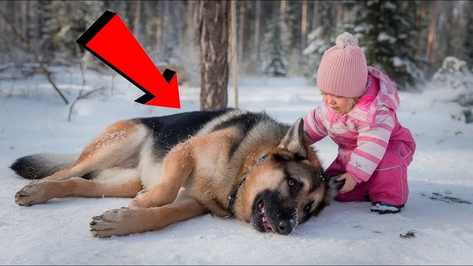 Baby Found a Pregnant German Shepherd Half-Buried in Mud – What Baby Did Next Everyone to Tears! - YouTube