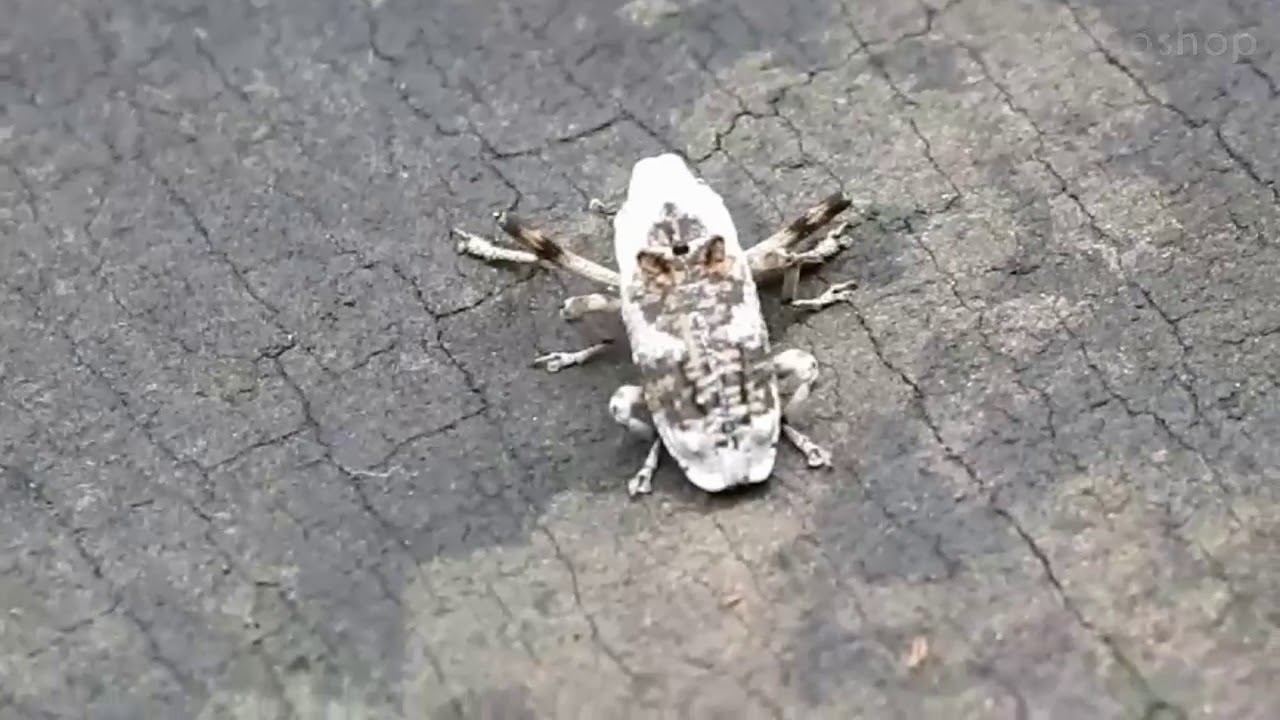 昆蟲-鳥糞象鼻蟲 Gasterocercus onizo