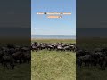 #travel #kenya #safari Kenya 🇰🇪 Maasai Mara 🔥 antelope wildebeest 🔥