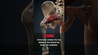 Piriformis Anatomy in 30 Seconds — Origin, Insertion, Action & Nerve