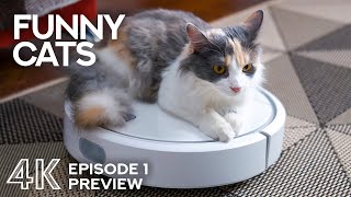 Best Cat Videos - 4K Funny Cats & Kittens - Episode #1 - Short Preview by Animals and Pets 154 views 2 years ago 6 minutes, 6 seconds