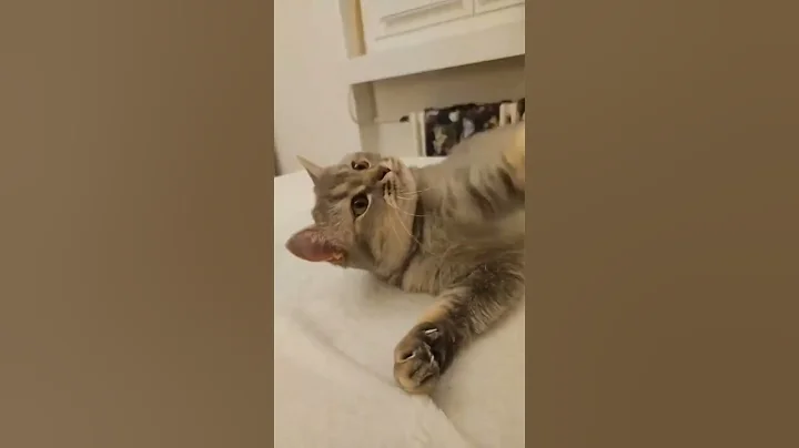 Video 11356761: cat cute kitty funny