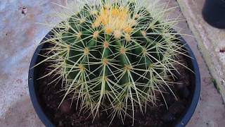 Echinocactus grusonii(Poltrona de Sogra) - thptnganamst.edu.vn