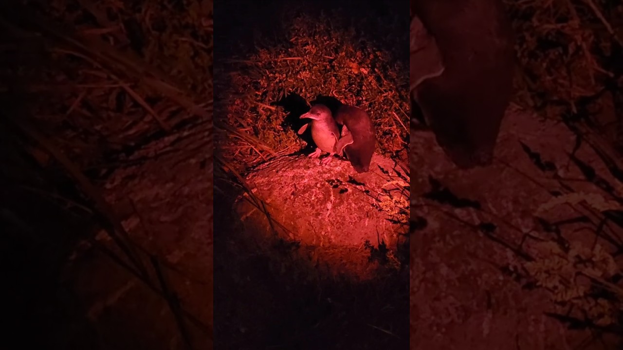 Penguin Watching in Burnie, Tasmania