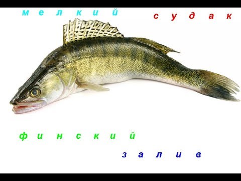 ловля судака на финском заливе - YouTube ловля судака на финском заливе - YouTube
