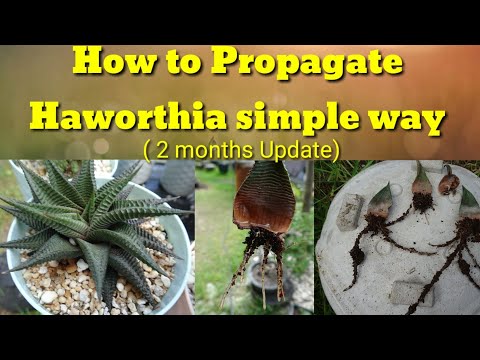 Video: Haworthia Stribet (29 Fotos): Pleje Af En Blomst Derhjemme, Træk Ved Blomstring Og Reproduktion. Hvordan Transplanteres Korrekt?