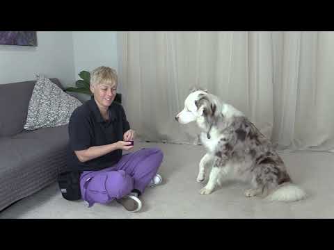 Raising a paw and keeping it up - Members video Sept 2023