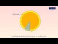 Animation 111 cell cycle and mitotic cell division