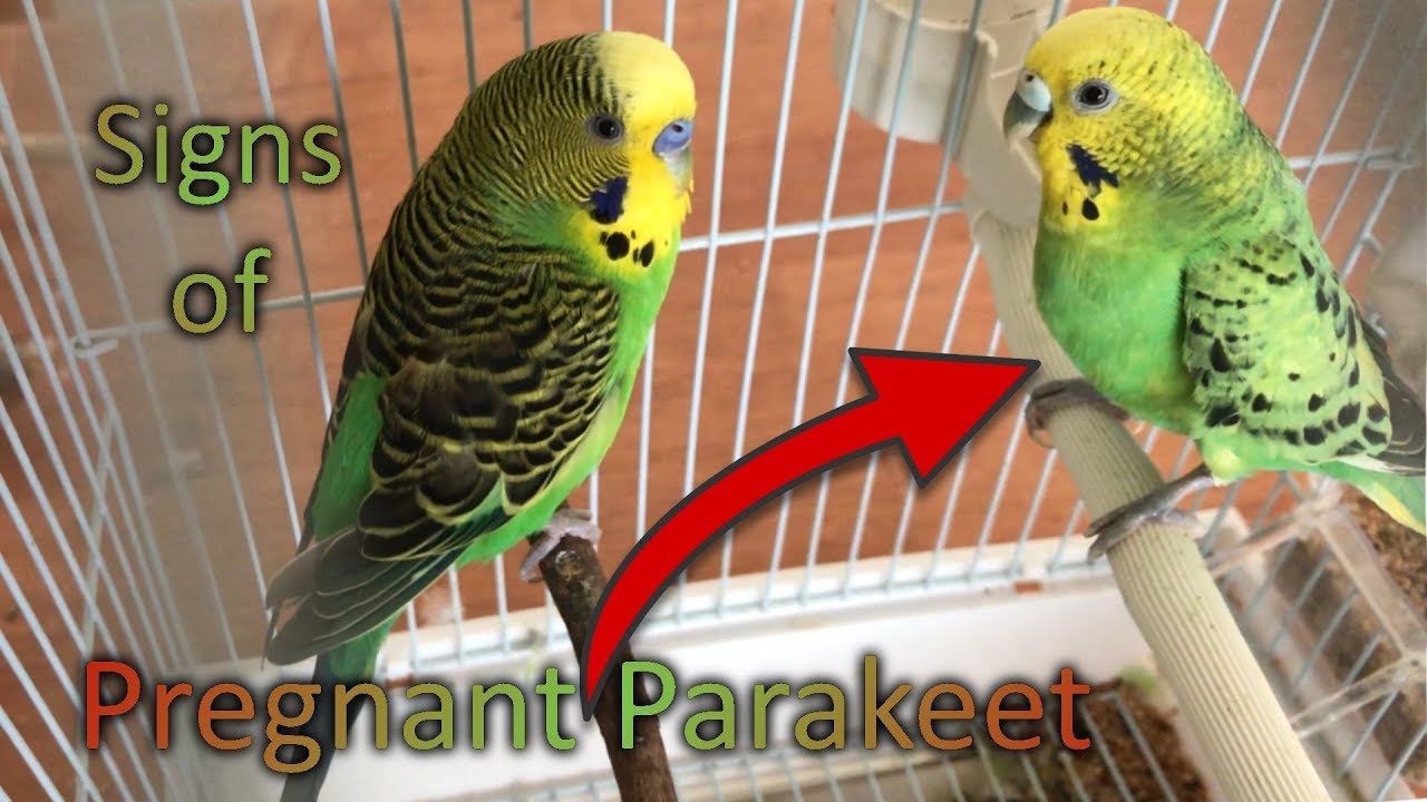 Signs of Pregnant Parakeet - YouTube