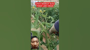 AGAR BUAH TOMAT BESAR MAKSIMAL #tunastaniindonesia #tomat #shorts #agriculture #pertanian