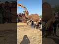 يقوم فتى قروي مجتهد بتحميل جمل في عربة