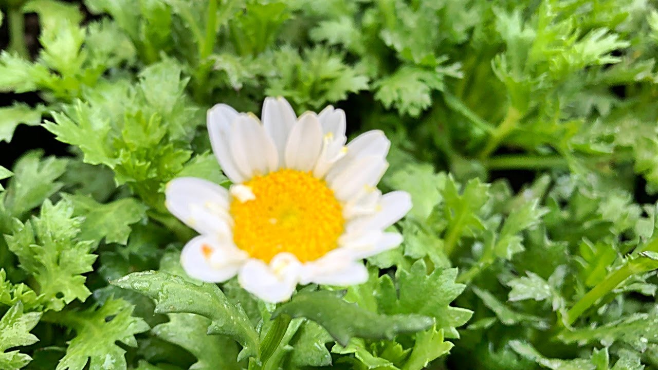ノースポール✼ 花】ノースポールの育て方・植え付け - YouTube