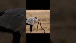Alasan Burung Ini Berjalan 30 KM Tiap Hari... #shorts