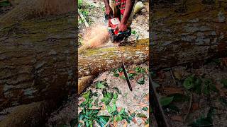 Amazing technique of cutting trees with a machine #woodworking