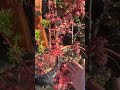Japanese maple Spring 日枫新春