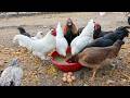 Natural Chicken Medicine with Thyme - Raise Chickens Without Antibiotics - Collecting Chicken Eggs