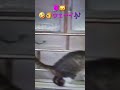 志村の「くつろぎ」🤣👌猫😸編！　#shortsyoutube #shortvideo #8時だよ全員集合 #ドリフ #ドリフ大爆笑 #昭和 #昭和世代 #ドリフ動物 #ネコ #猫 #ねこ