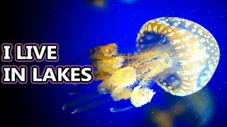 Spotted Jellyfish facts: there's more than one spotted jelly! | Animal Fact Files