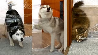 My Dogs and Cats React to the Invisible Wall Challenge!